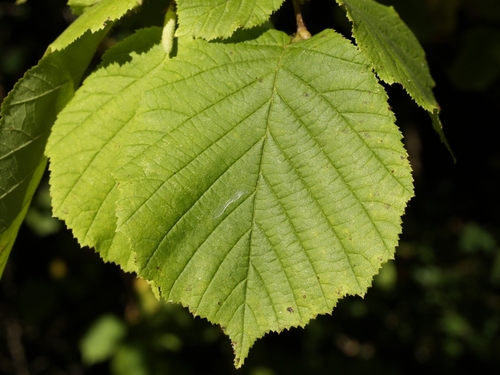 Paprastasis lazdynas nuotrauka