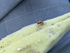 Dinocampus coccinellae paralysis virus