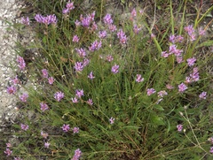 Astragalus jelenevskyi