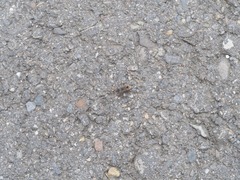 Elasmolomus squalidus