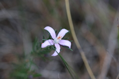 Philotheca salsolifolia