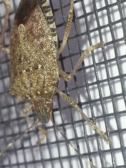 Halyomorpha halys