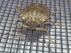 Halyomorpha halys