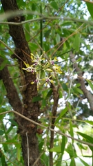 Dendrobium canaliculatum