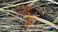 Brachythemis contaminata