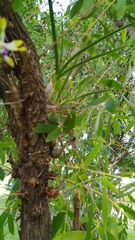 Dendrobium canaliculatum