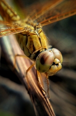 Brachythemis contaminata