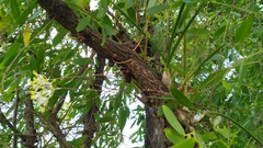 Dendrobium canaliculatum