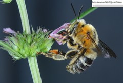 Anthophora deserticola