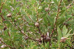 Hakea ambigua