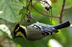 Machlolophus aplonotus