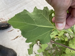 Xanthium strumarium canadense