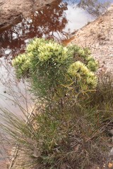 Hakea corymbosa