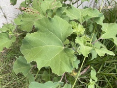 Xanthium strumarium canadense