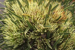 Hakea corymbosa