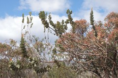 Hakea cucullata