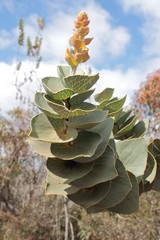 Hakea cucullata