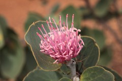 Hakea cucullata