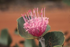 Hakea cucullata