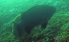 Girella elevata