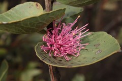 Hakea cucullata