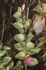 Hakea cucullata