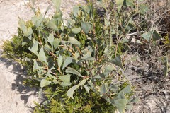 Hakea flabellifolia