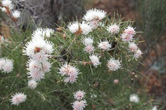 Hakea gilbertii