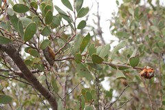 Hakea lasiantha