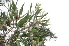 Hakea oleifolia