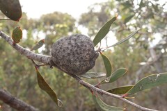 Hakea pandanicarpa