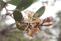 Hakea pandanicarpa