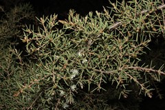 Hakea varia