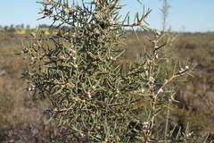 Hakea psilorrhyncha