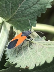 Melanopleurus bicolor