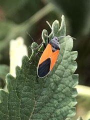 Melanopleurus bicolor