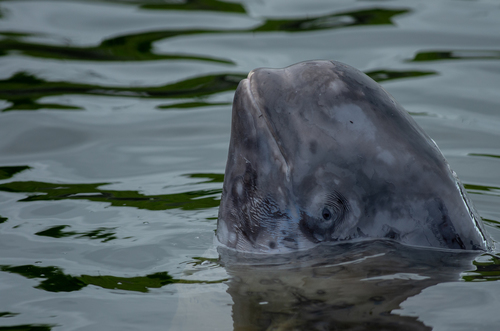 Beluga