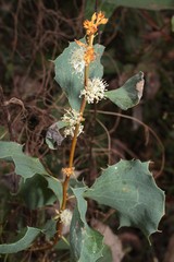 Hakea undulata