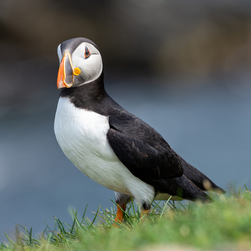 Atlantic Puffin