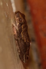 Hyperolius glandicolor