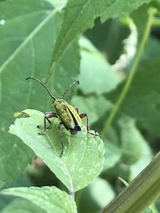 Ochraethes brevicornis