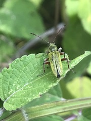 Ochraethes brevicornis