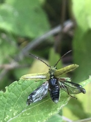 Ochraethes brevicornis