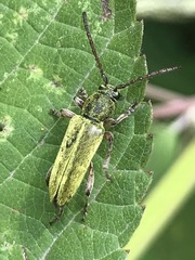 Ochraethes brevicornis