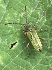 Ochraethes brevicornis