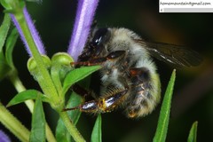 Bombus picipes