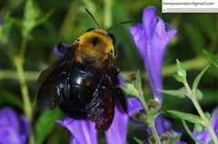 Xylocopa appendiculata