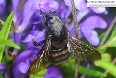 Bombus koreanus