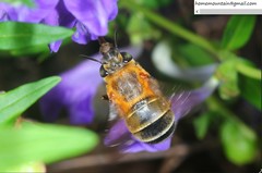 Amegilla florea