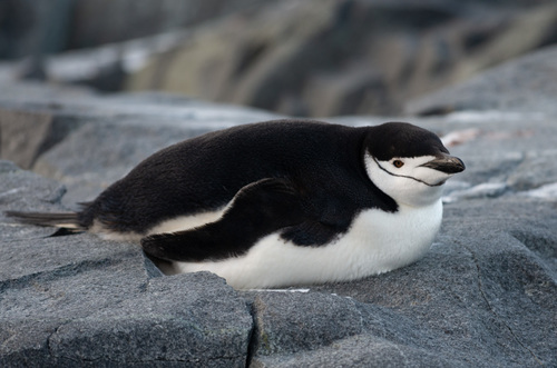 Chinstrap Penguin (Pygoscelis antarcticus) · iNaturalist